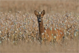 <p>SRNEC OBECNÝ (Capreolus capreolus) Šluknovsko - Jiříkov --- /European roe deer - Reh/</p>